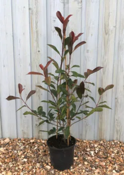 Photinia Red Robin Potted Hedging 60-90cm 24-36in