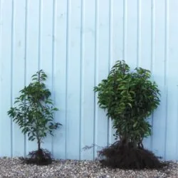 Laurel Portugal Bare Root Hedging 60-90cm 24-36in