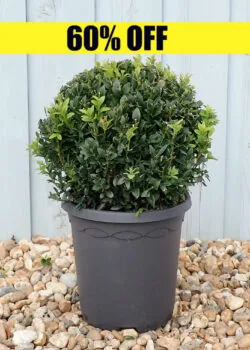 Box Common Box Ball Shape Potted Topiary  300-0in