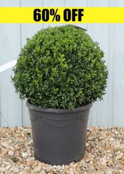 Box Common Box Ball Shape Potted Topiary  480-0in