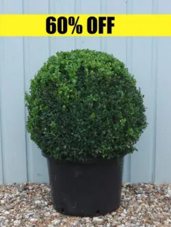 Box Common Box Ball Shape Potted Topiary  600-0in