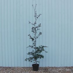 Beech Purple Potted Hedging 200-225cm 78-90in