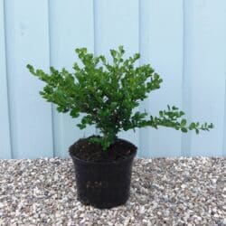 Box Faulkner Potted Hedging 25-35cm 120-0in