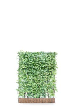 Carpinus Betulus  High 1860-0in