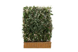 Elaeagnus Ebbingei  High 1860-0in