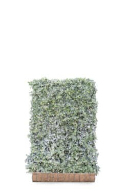 Hedera Helix Glacier  High 2160-0in