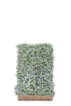 Hedera Helix Glacier  High 2160-0in