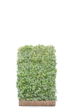 Hedera Helix Goldchild  High 2160-0in