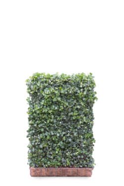 Hedera Helix Green Ripple  High 2160-0in