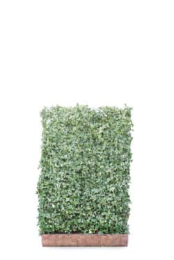 Hedera Helix White Ripple  High 2160-0in