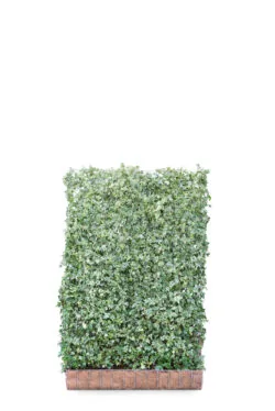 Hedera Helix White Ripple  High 2160-0in