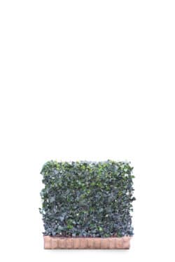 Hedera Helix Woerner  High 1200-0in