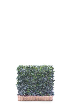 Hedera Helix Woerner  High 1200-0in