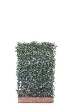 Hedera Helix Woerner  High 2160-0in