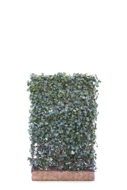 Hedera Helix Woerner  High 2160-0in