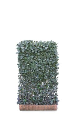 Hedera Helix Woerner  High 2400-0in