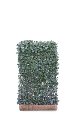 Hedera Helix Woerner  High 2400-0in