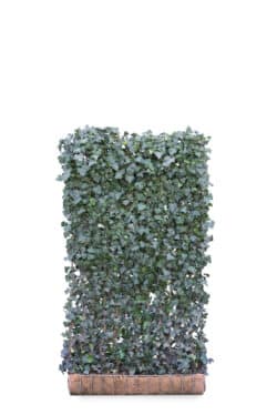 Hedera Helix Woerner  High 2640-0in
