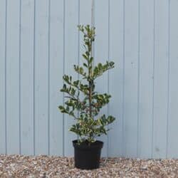 Holly Golden Variegated Potted Hedging 60-90cm 24-36in