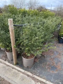 Holly Japanese Convexa Potted Hedging 80-100cm 30-42in