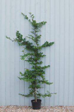 Hornbeam Potted Hedging 200-225cm 78-90in