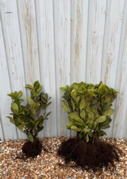Laurel Common Bare Root Hedging 25-40cm 120-0in