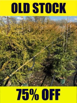 Leylandii Gold Potted Hedging 125-150cm 48-60in