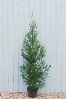 Leylandii Green Potted Hedging 175-200cm 72-78in