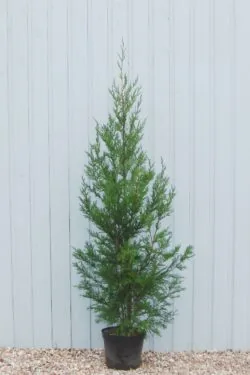 Leylandii Green Potted Hedging 175-200cm 72-78in