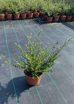 Lonicera Nitida Elegant Potted Hedging 20-40cm 96-0in