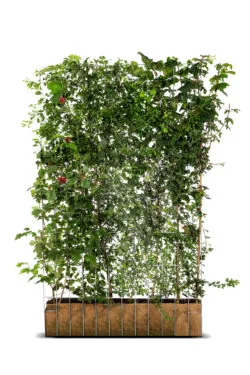 Native Eco Living Screen  High 2160-0in