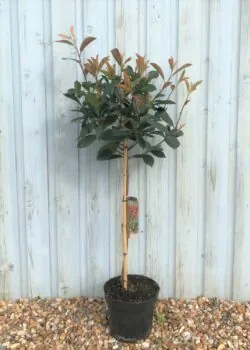 Photinia Red Robin Photinia Red Robin Potted Topiary  1560-0in