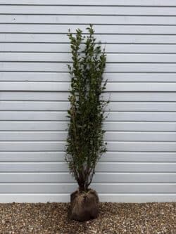 Privet Green Rootball Hedging 200-225cm 78-90in