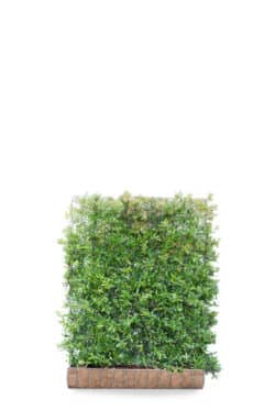 Pyracantha Darts Red  High 1860-0in