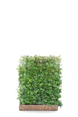 Pyracantha Darts Red  High 1860-0in