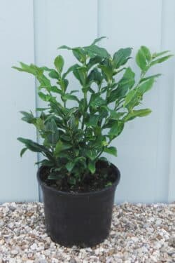 Sweet Box Sarcococca Confusa Potted Hedging 7062