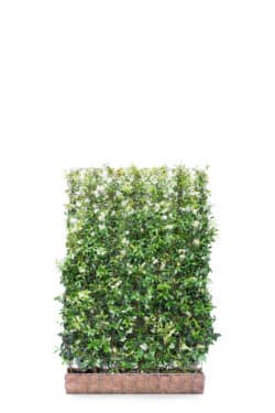 Trachelospermum Jasminoides  High 2160-0in