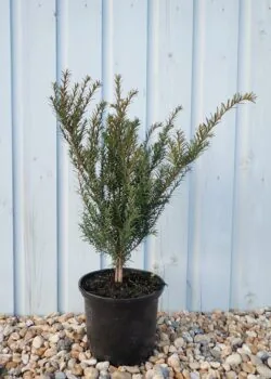 Yew English Potted Hedging 20-40cm 96-0in
