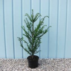 Yew English Potted Hedging 60-70cm 288-0in