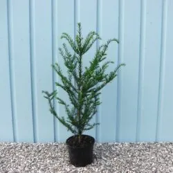 Yew English Potted Hedging 60-70cm 288-0in