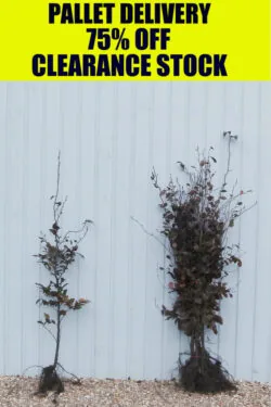 Beech Green Bare Root Hedging 125-150cm 48-60in