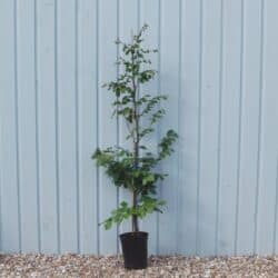 Beech Green Potted Hedging 100-125cm 42-48in