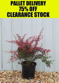 Berberis Rose Glow Potted Hedging 40-60cm 18-24in