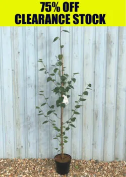 Betula Utilis Jacquemontii Himalayan Birch Potted Garden Trees 175-200cm 72-78in