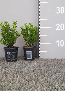 Box Faulkner Potted Hedging 10-15cm 48-0in