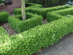 Box Faulkner Potted Hedging 12-20cm 60-0in