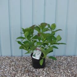 Hydrangea Mophead White Potted Hedging 20-30cm 96-0in