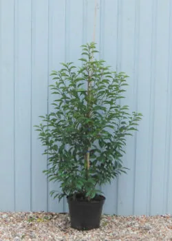 Laurel Portugal Potted Hedging 120-140cm 48-54in