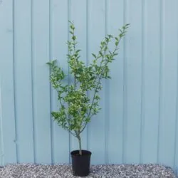 Privet Golden Potted Hedging 60-80cm 24-36in