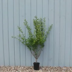 Privet Golden Potted Hedging 80-100cm 30-42in